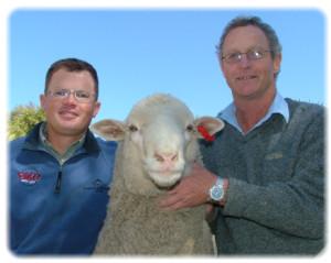 First Poll Merino Sale