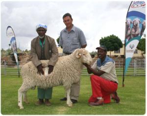 Andries knows his Merino's